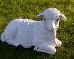 Laying Down Sheep