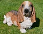 Dog, Basset Hound